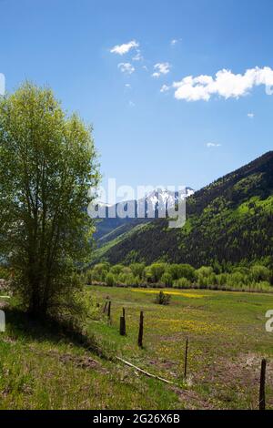 field of young elk mothers with their one year old calves in Telluride, Colorado Stock Photo