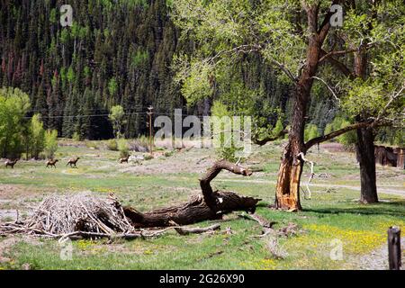 A field of young elk mothers with their one year old calves in Telluride, Colorado Stock Photo