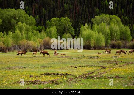 A field of young elk mothers with their one year old calves in Telluride, Colorado Stock Photo