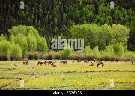 A field of young elk mothers with their one year old calves in Telluride, Colorado Stock Photo