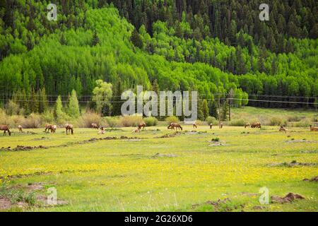 A field of young elk mothers with their one year old calves in Telluride, Colorado Stock Photo