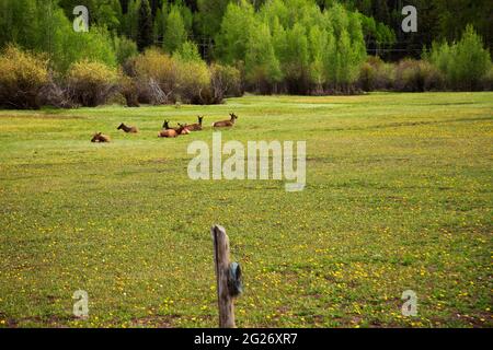 A field of young elk mothers with their one year old calves in Telluride, Colorado Stock Photo