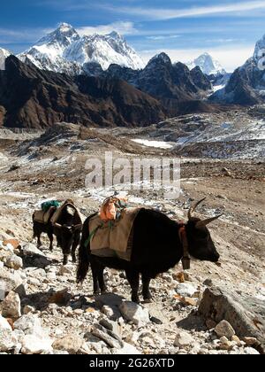 Caravan of yaks in Renjo La Pass near Mount Everest, three passes trek, Khumbu valley, Nepal Himalayas mountains Stock Photo