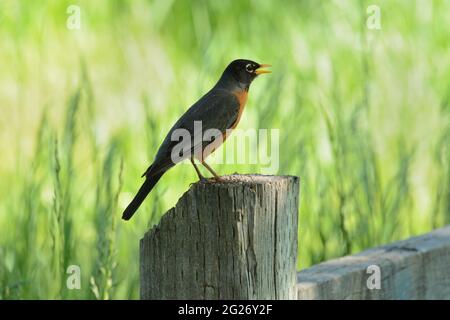 American robin bird or Turdus migratorius perched on wooden fence post Stock Photo