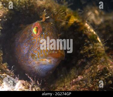 Seaweed blenny (Parablennius marmoreus) looking out from its protective home. Stock Photo