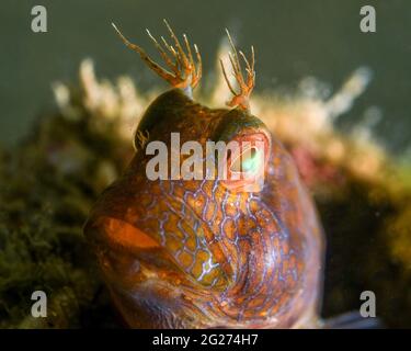 Headshot of a seaweed blenny (Parablennius marmoreus). Stock Photo