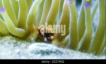 A banded clinging crab (Mithrax cinctimanus) in purple-tipped anemone. Stock Photo
