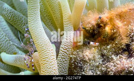 A banded clinging crab and spotted cleaner shrimp in an anemone. Stock Photo