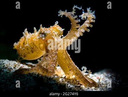 Blue-ringed octopus in defensive stance, Anilao, Philippines. Stock Photo