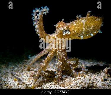 Blue-ringed octopus in defensive stance, Anilao, Philippines. Stock Photo