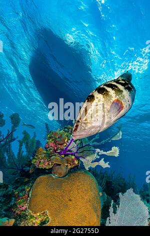 Nassau grouper with dive boat in the background, Little Cayman Island. Stock Photo