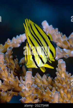 Juvenile eight-banded butterflyfish, Kimbe Bay, Papua New Guinea. Stock Photo