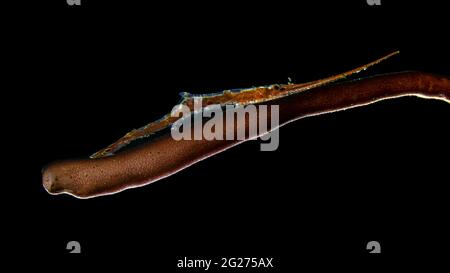 Backlit Ocellated Tozeuma Shrimp (Tozeuma lanceolatum), Anilao, Philippines. Stock Photo