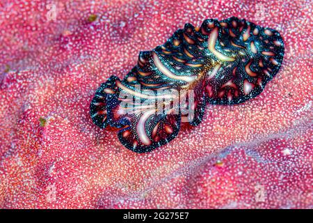 Persian carpet flatworm (Pseudobiceros bedfordi). Stock Photo