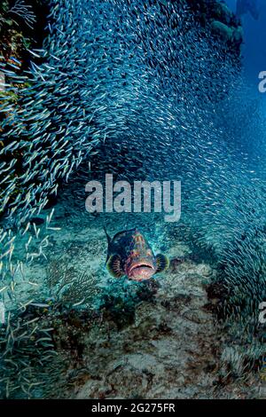 Juvenile black grouper with schooling silversides, herrings and anchovies, Cuba. Stock Photo
