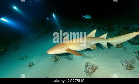 A tawny nurse shark (Nebrius ferrugineus) being lit by divers at night in the Maldives. Stock Photo