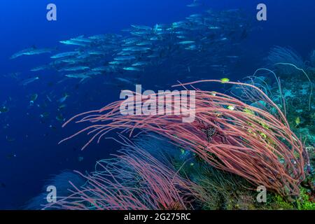 Blackfin barracuda (Sphyraena qenie) swimming over a reef in Papua New Guinea. Stock Photo