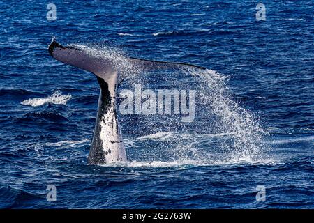 Humpback whale (Megaptera novaeangliae) calf tail slapping the water surface. Stock Photo