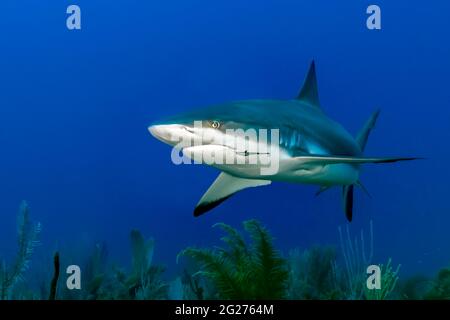 Gray reef shark (Carcharhinus amblyrhynchos) swimming over a reef in Cuba. Stock Photo