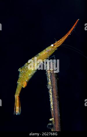 Ocellated Tozeuma Shrimp (Tozeuma lanceolatum) with eggs, Anilao, Philippines. Stock Photo