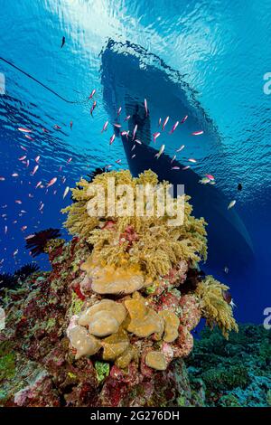 Reef scene with liveaboard boat at surface, Kimbe Bay, Papua New Guinea. Stock Photo