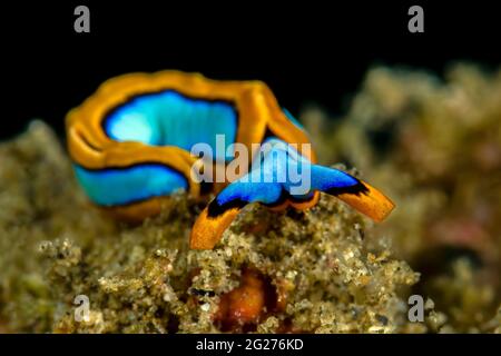Head-on shot of a tiny sap-sucking sea slug (Thuridilla lineolata). Stock Photo