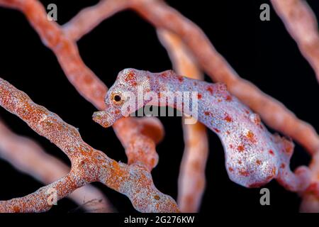 Denise's pygmy seahorse (Hippocampus denise), Kimbe Bay, Papua New Guinea. Stock Photo