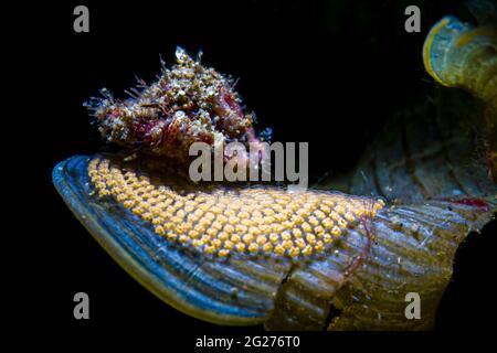 A hermit crab laying eggs on an algae leaf in the Maldives. Stock Photo