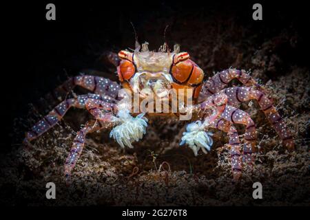Mosaic boxer crab (Lybia tessellata) with anemone pom-poms. Stock Photo