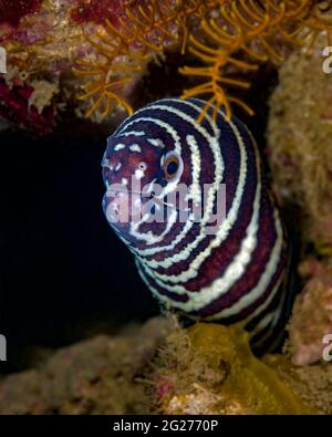 Head-on shot of a zebra moray eel (Gymnomuraena zebra). Stock Photo