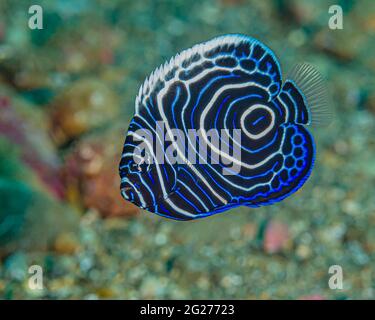 A juvenile emperor angelfish (Pomacanthus imperator), Ambon, Indonesia. Stock Photo