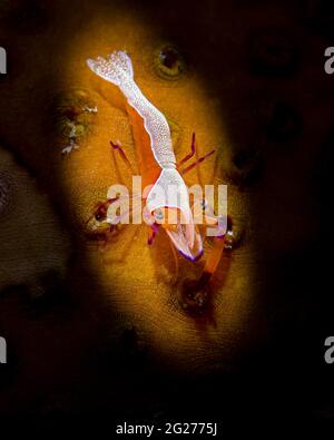 Snooted shot of an emperor shrimp (Periclimenes imperator) on a sea cucumber. Stock Photo