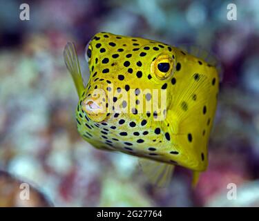 Juvenile yellow boxfish (Ostracion cubicus), Raja Ampat, Indonesia. Stock Photo