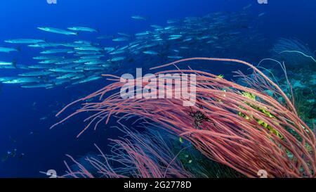Blackfin barracuda (Sphyraena qenie) swimming over a reef in Papua New Guinea. Stock Photo