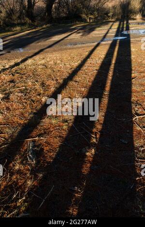 Tree shadows Stock Photo