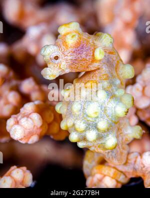 Yellow Bargabanti pygmy seahorse (Hippocampus bargibanti). Stock Photo