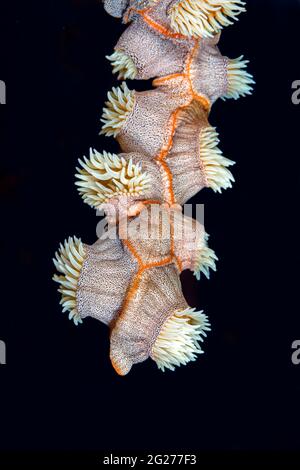 A beautiful leopard anemone (Antiparactis sp.) in the Maldives. Stock Photo