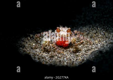 Mosaic boxer crab (Lybia tessellata) with eggs. Stock Photo