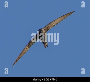 Common swift bird in flight with spread wings under a clear blue sky on a sunny day Stock Photo