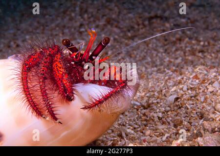 Hermit crab (Paguroidea) in sea shell, Puerto Galera, Philippines. Stock Photo