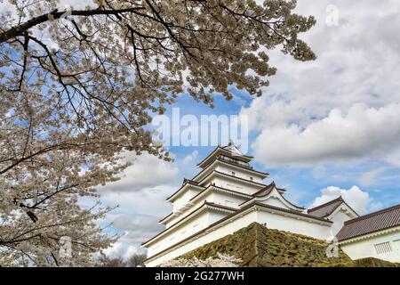 Tsuruga-jo Castle or Wakamatsu castle in Aizu-Wakamatsu City in Fukushima Prefecture, Japan in spring Saruka flowers in full bloom with a very beautif Stock Photo