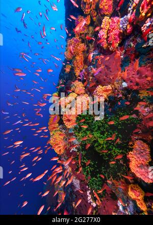 Colorful anthias fish swarm along a coral wall at Verde Island in the Philippines. Stock Photo
