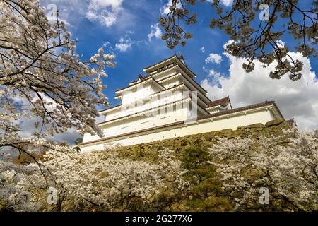 Tsuruga-jo Castle or Wakamatsu castle in Aizu-Wakamatsu City in Fukushima Prefecture, Japan in spring Saruka flowers in full bloom with a very beautif Stock Photo