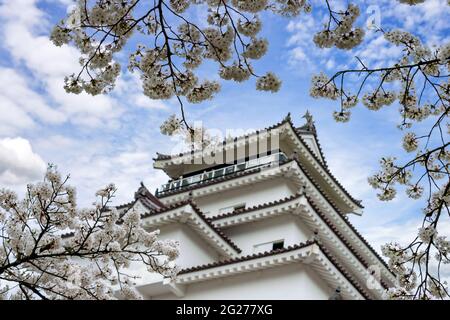 Tsuruga-jo Castle or Wakamatsu castle in Aizu-Wakamatsu City in Fukushima Prefecture, Japan in spring Saruka flowers in full bloom with a very beautif Stock Photo