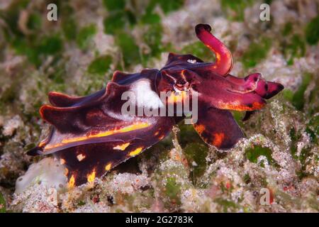 Flamboyant cuttlefish (Metasepia pfefferi) strolls along the ocean floor. Stock Photo