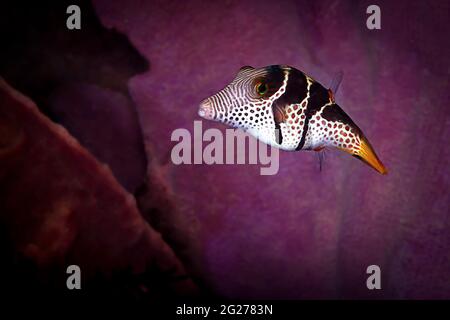 Saddle Valentini fish (Canthigaster valentini) with purple background.