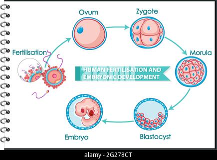 Human fertilisation and embryonic development diagram illustration ...