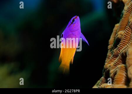 Colorful fairy basslet (Gramma loreto) swims along a coral reef in Bonaire. Stock Photo
