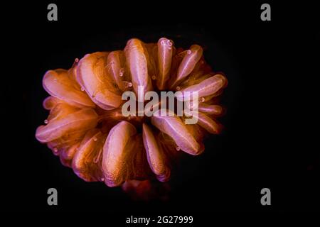 Close-up of corallite details of a smooth flower coral (Eusmilia fastigiata). Stock Photo