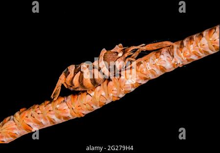 Anker's whip coral shrimp (Pontonides ankeri), Lembeh Strait, Indonesia. Stock Photo